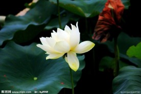凌波仙子