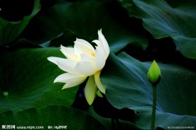 凌波仙子