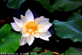 凌波仙子