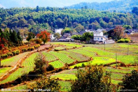 村庄农田
