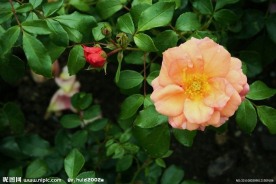 橙色月季花