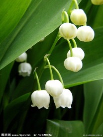 白色铃兰花