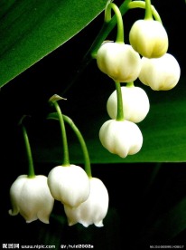 白色铃兰花