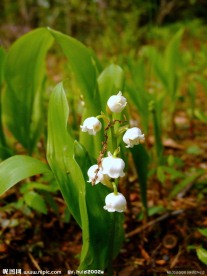 白色铃兰花