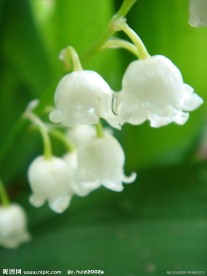 白色铃兰花