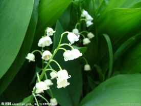 白色铃兰花