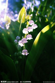 白色铃兰花