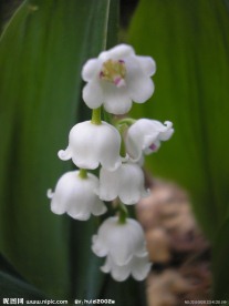 白色铃兰花