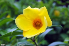 黄蝉花