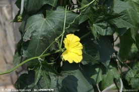 葫芦花摄影