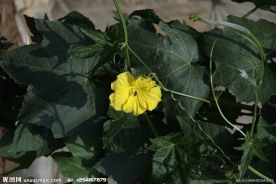 葫芦花摄影