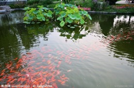 荷 鱼 池