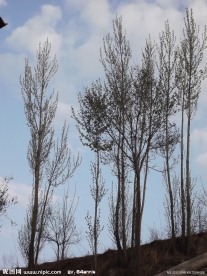小树