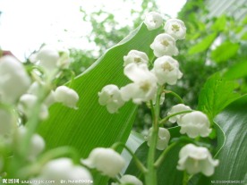 白色铃兰花
