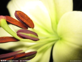 香水百合花蕊特写