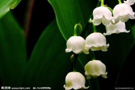 白色铃兰花
