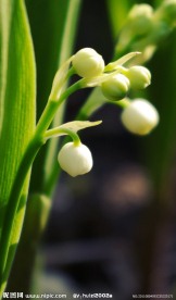白色铃兰花