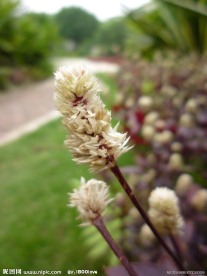 花卉