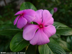 长春花