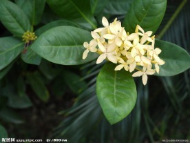 龙船花 花卉