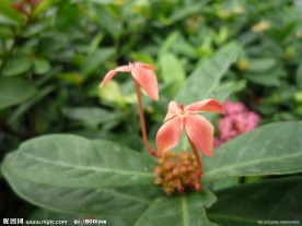 龙船花
