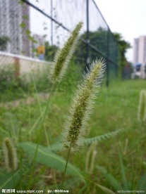 猪尾巴草