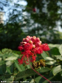 朱缨花