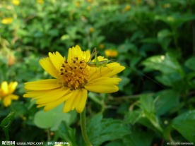 黄色菊花