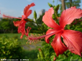 扶桑花