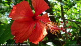 扶桑花