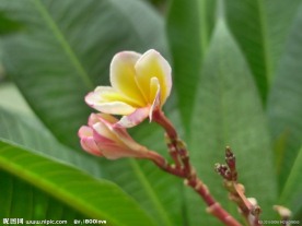 鸡蛋花