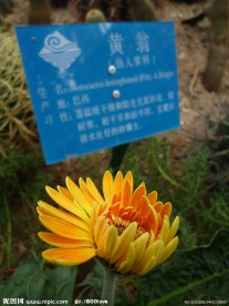 菊花 绿色植物 花卉