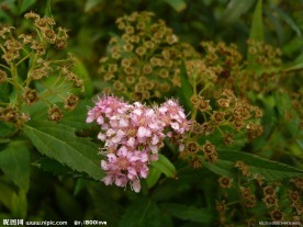 金山绣线菊