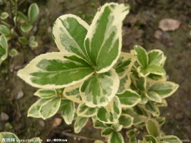 绿色植物