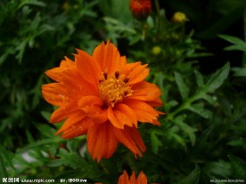 橘红色菊花