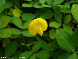 蔓花生