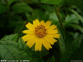 黄色菊花
