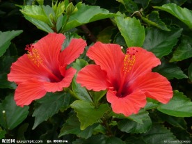 扶桑花