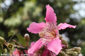红花