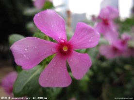 长春花
