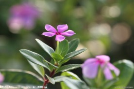长春花