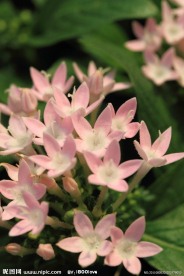 繁星花