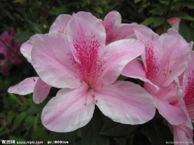 杜鹃花