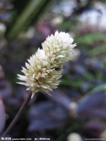 白花