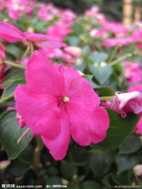凤仙花