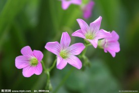 粉色小野花