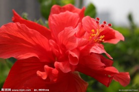 扶桑花
