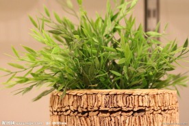 绿色植物
