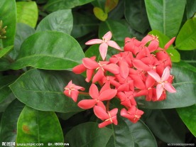 龙船花