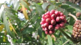 朱缨花